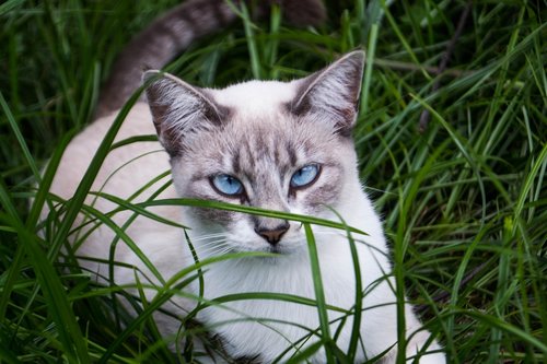 cat  blue eyes  pet