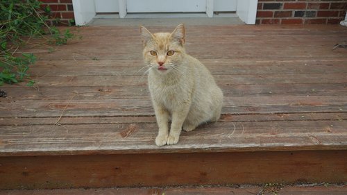 cat  orange  porch