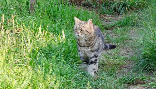 cat  garden  spring