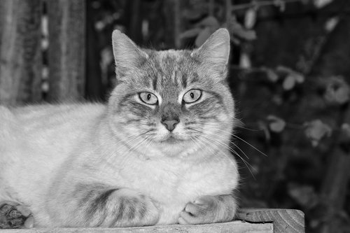 cat  pussy nala  black and white photo