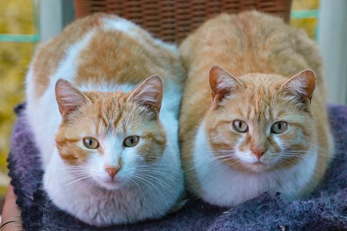 cat  redhead  couple