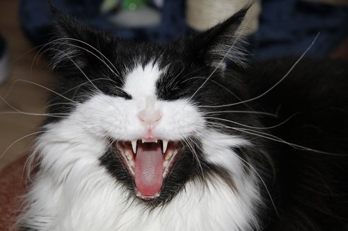 cat  foot  yawn