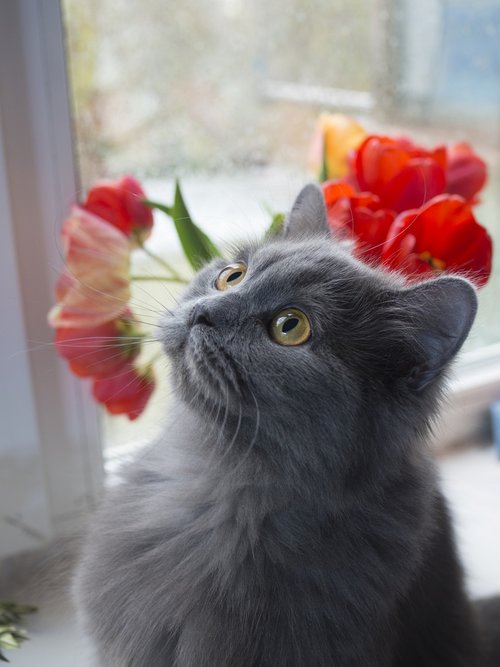 cat  tulips  portrait