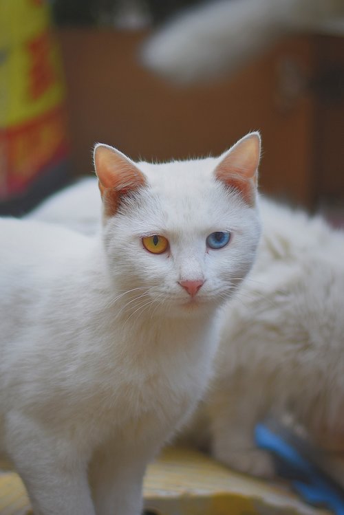 cat  blue  yellow