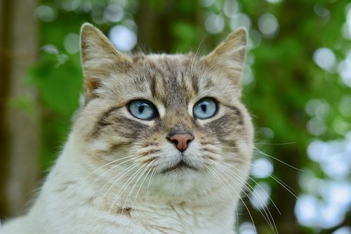 cat  cat blue eyes  eye of cat