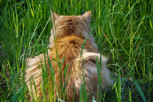 cat  redheaded  lurking