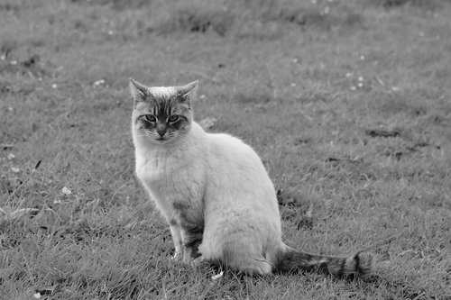 cat  photo black white  alley cat