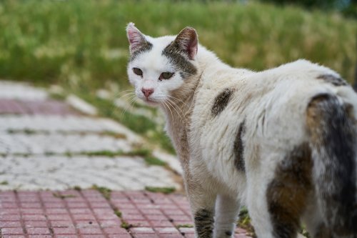 cat  overview  white