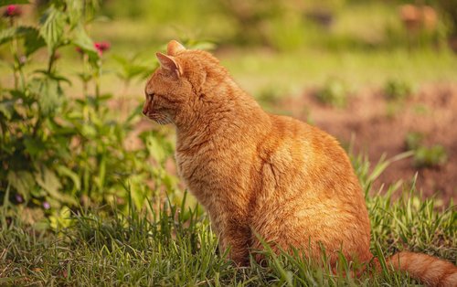 cat  meadow  garden