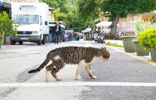 cat  walk  street