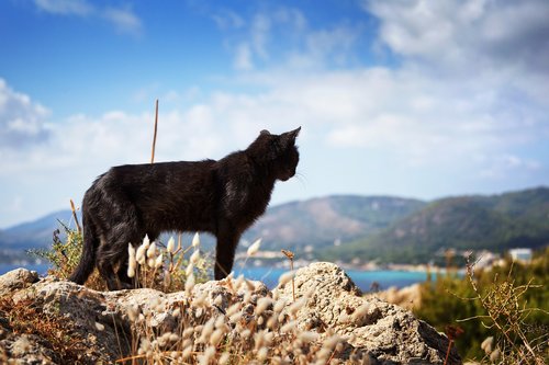 cat  black  rock