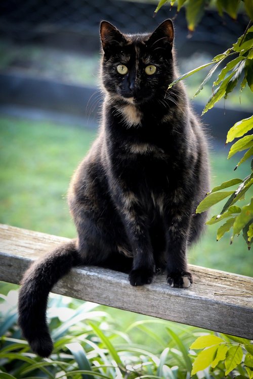 cat  black  tortoiseshell