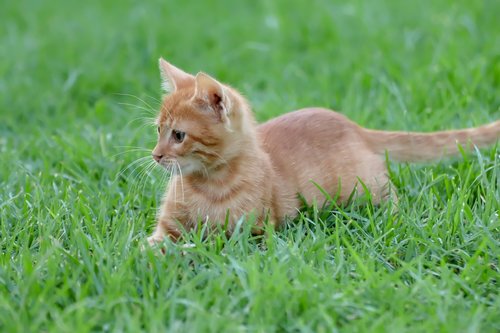 cat  red  kitten