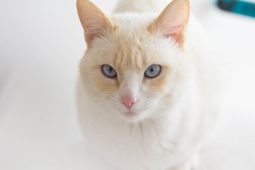 cat  albino  white