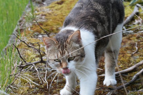 cat  garden  tongue