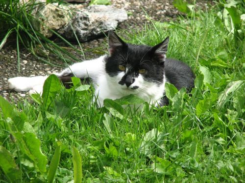 cat animal portrait domestic cat