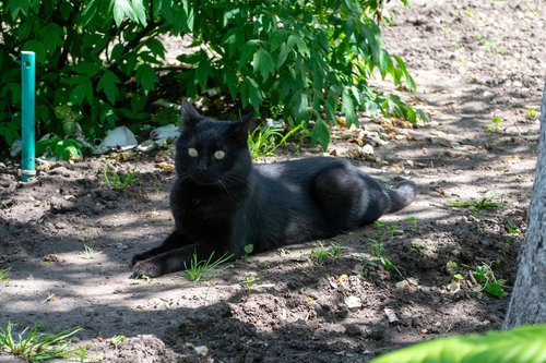 cat  black  nature
