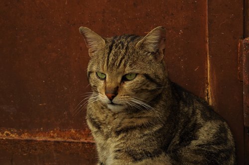 cat  stray cat  calico cat