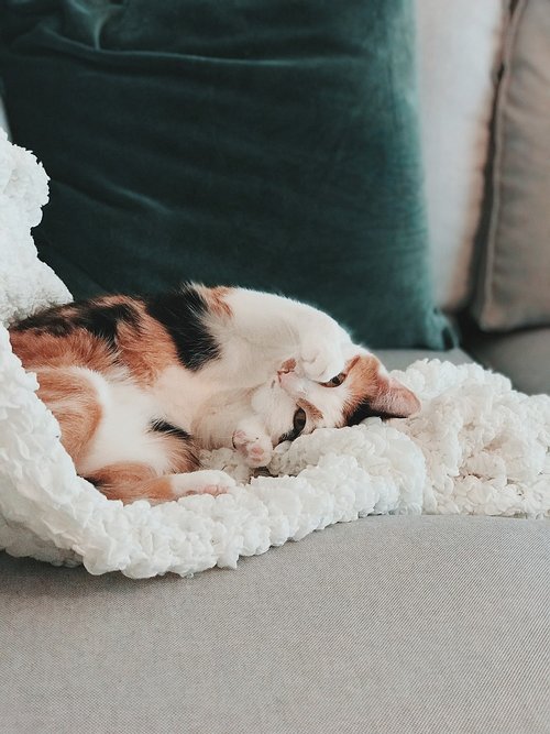 cat  cute  calico