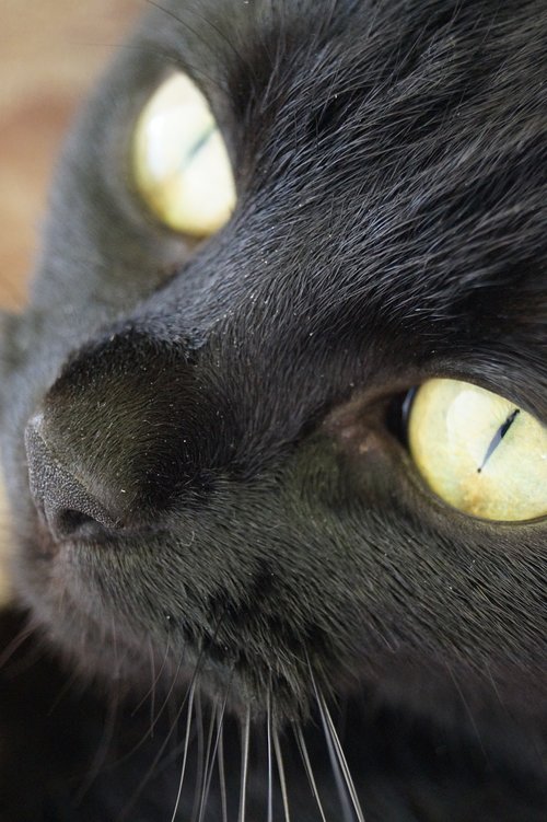 cat  black  eyes