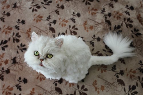 cat  persian cat  white cat