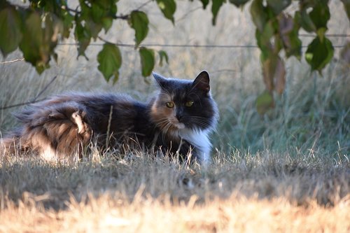 cat  closeup  animals