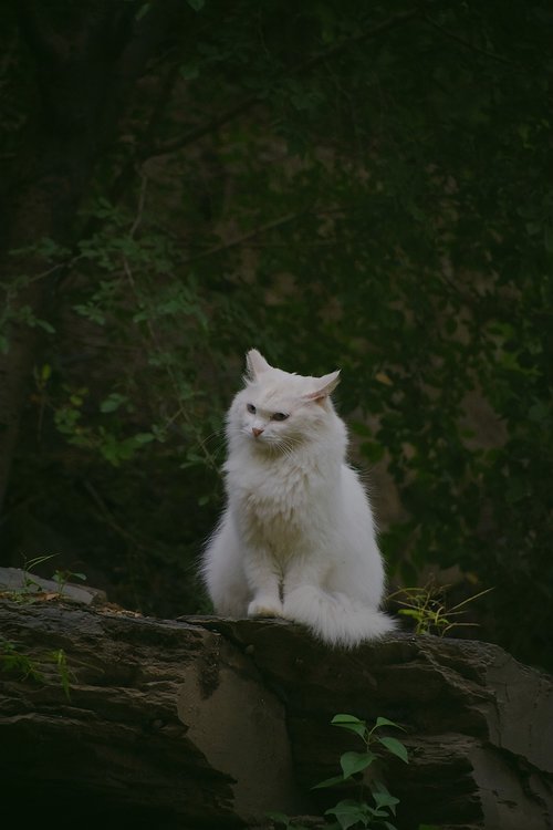 cat  animal  white