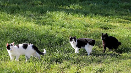 cat  meadow  pet