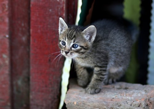 cat  small  playful