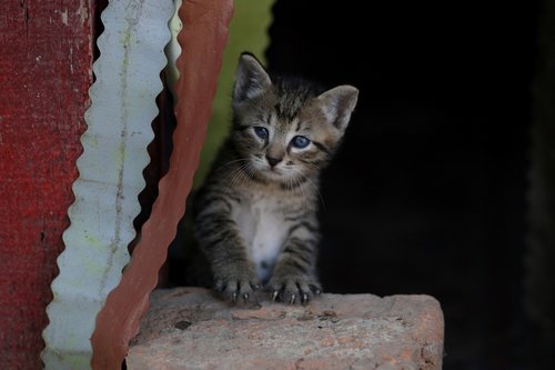 cat  small  playful