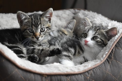 cat  kittens  small