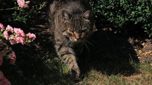 cat  garden  domestic cat