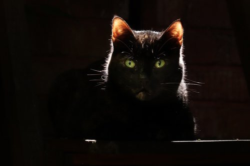 cat  black  cat's eyes
