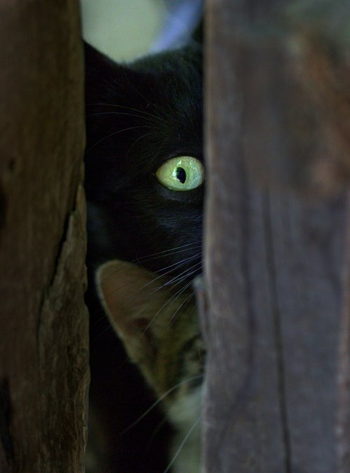 cat  black  hidden