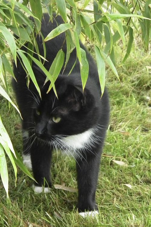 cat black and white domestic cat