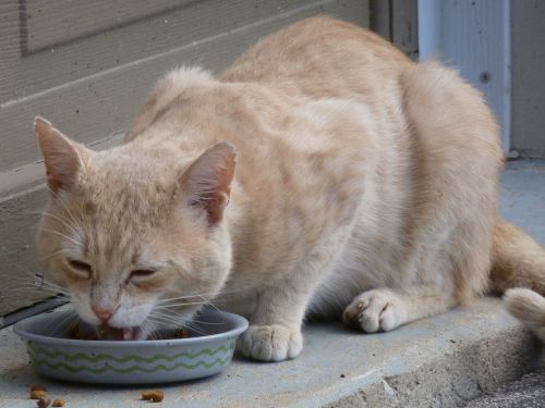 cat stray eating