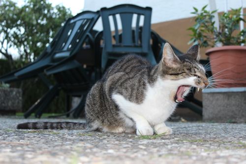 cat yawn domestic cat