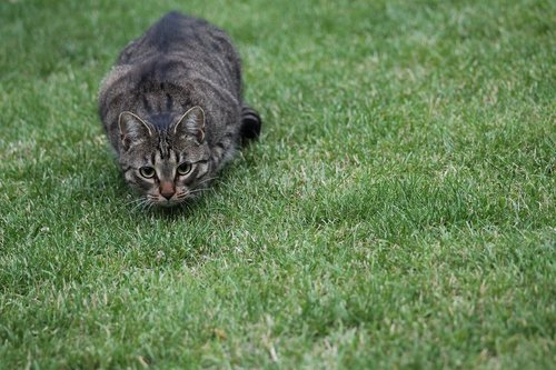 cat  hunting  grass