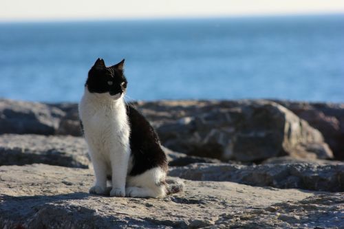 cat domestic cat sea