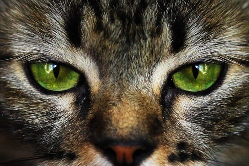 cat  cat eyes  look