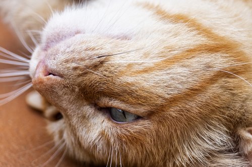 cat  cute  nose