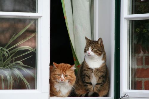 cat window sit