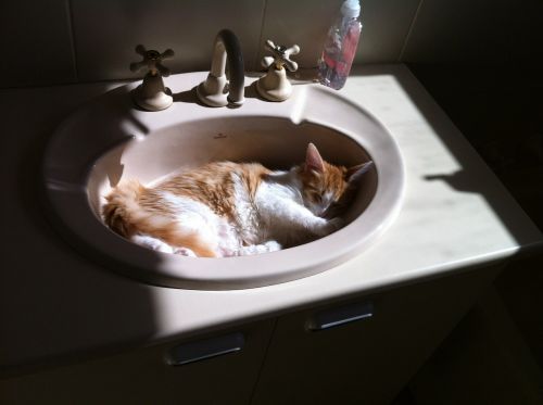 cat sleeping wash-bowl