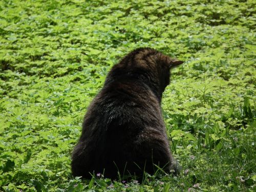 cat meadow animal