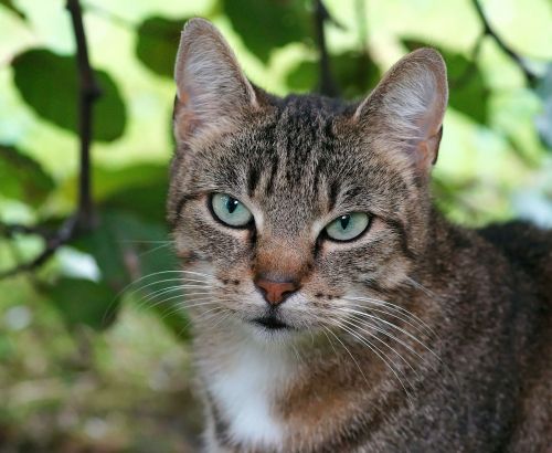 cat female head