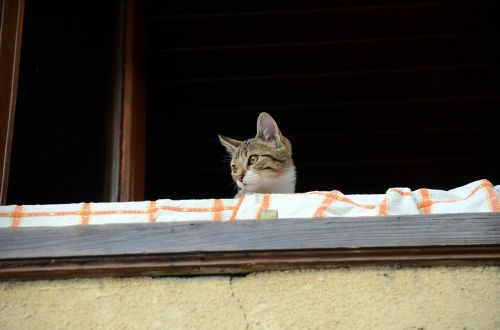 cat people balcony