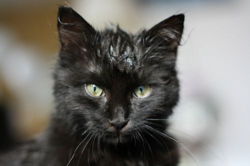 cat kitten black