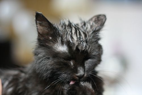 cat kitten black