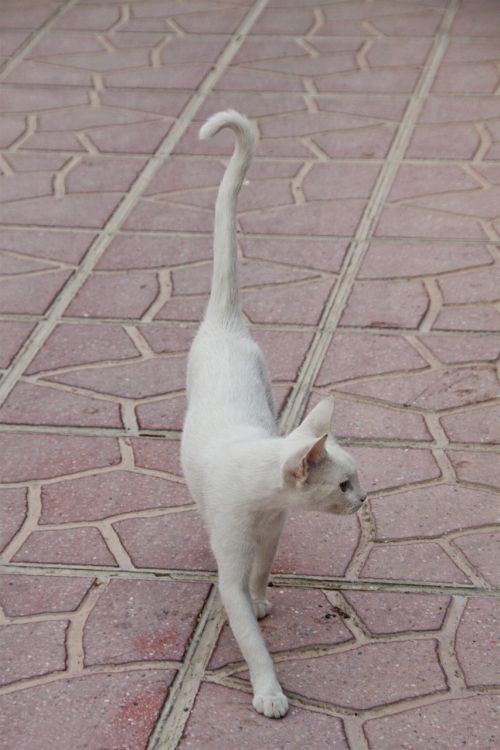cat white animal