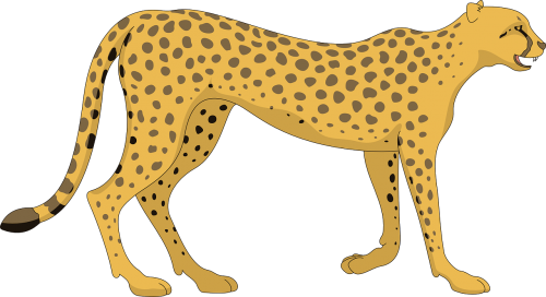cat cheetah walking
